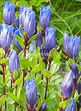 Imagekind Wall Art Print entitled Mountain Bog Gentian by Capturing Nature | 11 x 15