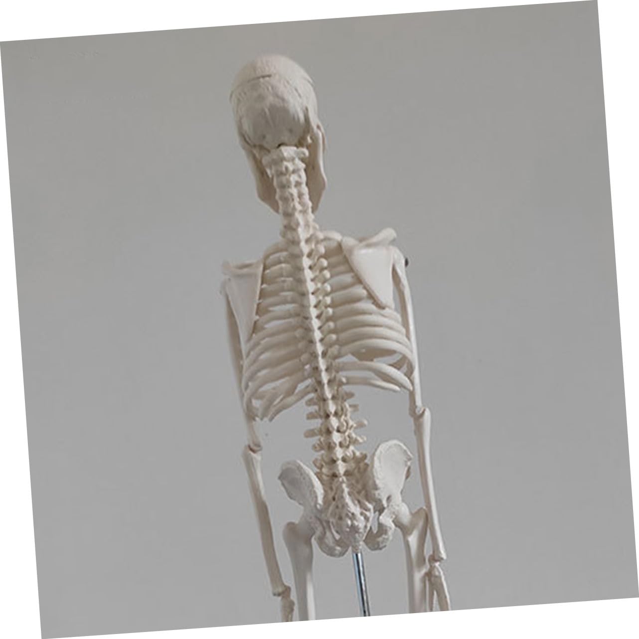 Human Skeleton Modell aus PVC Bewegliche Arme Anatomisches Skelett für Medizinische Lehre Wissenschaftliche Studien und Unterricht Stabiler Stand für Klassenzimmer und Studium