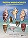 Tropical Marine Mollusks: An Illustrated Biogeographical Guide