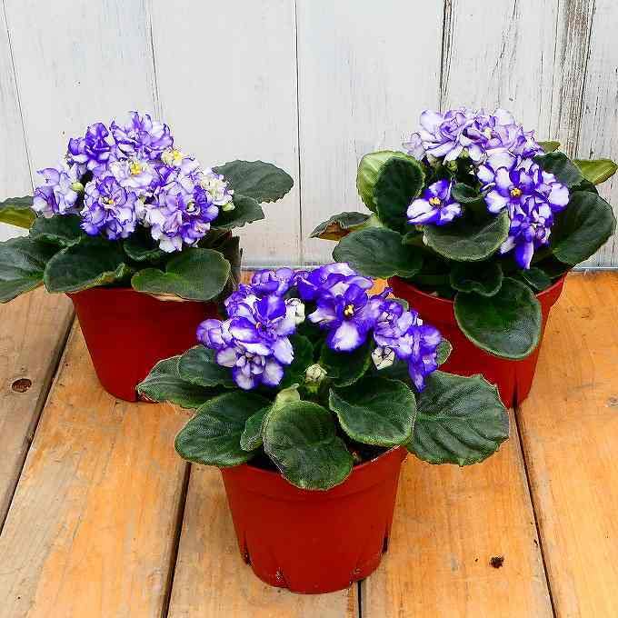 (専用出品) セントポーリア 苗セット 自分で植える】八重咲きセントポーリアのミニブリコラージュセット