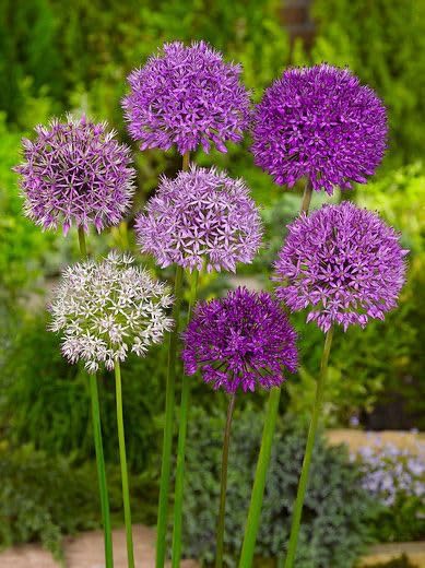 Gebdinsh Garden® Mix Color Imported Holland Alium/Allium Aromatic Flower Bulbs For Your Home Gardening | Pack of 1 bulbs-image-32