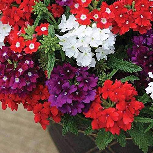 Double Petal Verbena Plant Live With Pot Hybrid Flower Seeds Pack of 50 | By Zabbus (B0BNXZTJL4) Amazon Price History, Amazon Price Tracker