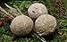 Anhaltiner Meisenknödel 100 Stück ohne Netz mit Insekten Vogelfutter Wildvogelfutter Meisenfutter eigene Produktion in Deutschland hergestellt