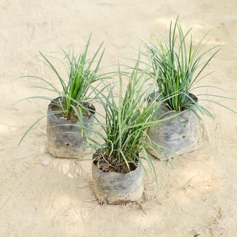 Bloomify Bedroom Set of 3 - Black Grass in 4 Inch Plant Nursery Bag-image-46