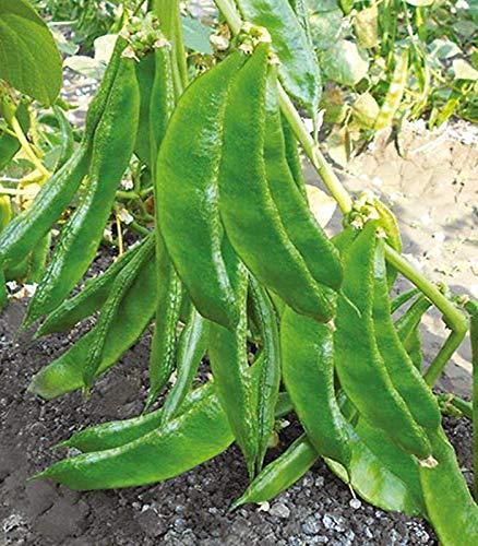 Planthub Hyacinth - Dolichos Bean Seeds, Lablab Purpureus, Pack of 20 Seeds (B08PFMP4RZ) Amazon Price History, Amazon Price Tracker