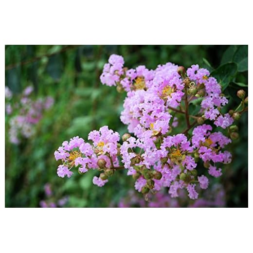 Bundle of 4 Muskogee Crepe Myrtle Trees