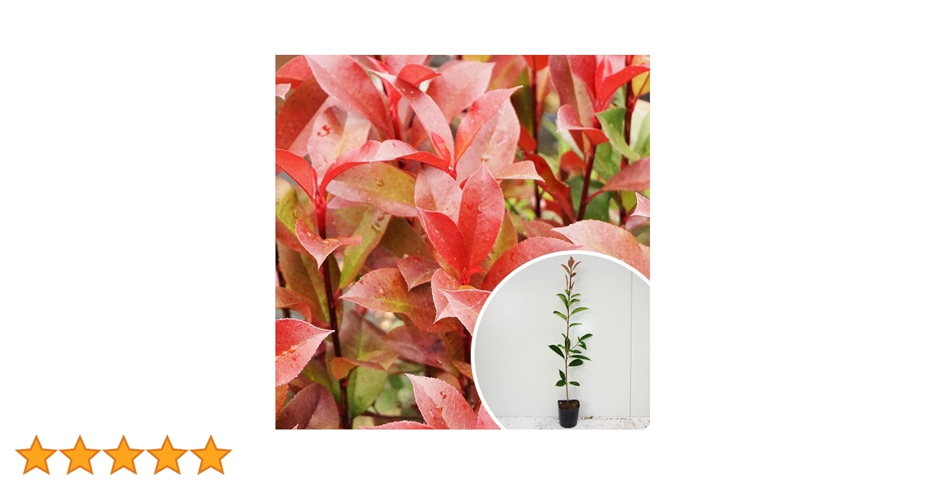 Amazon.co.jp: 苗/苗木 【50本セット】 レッドロビン 樹高0.5m前後