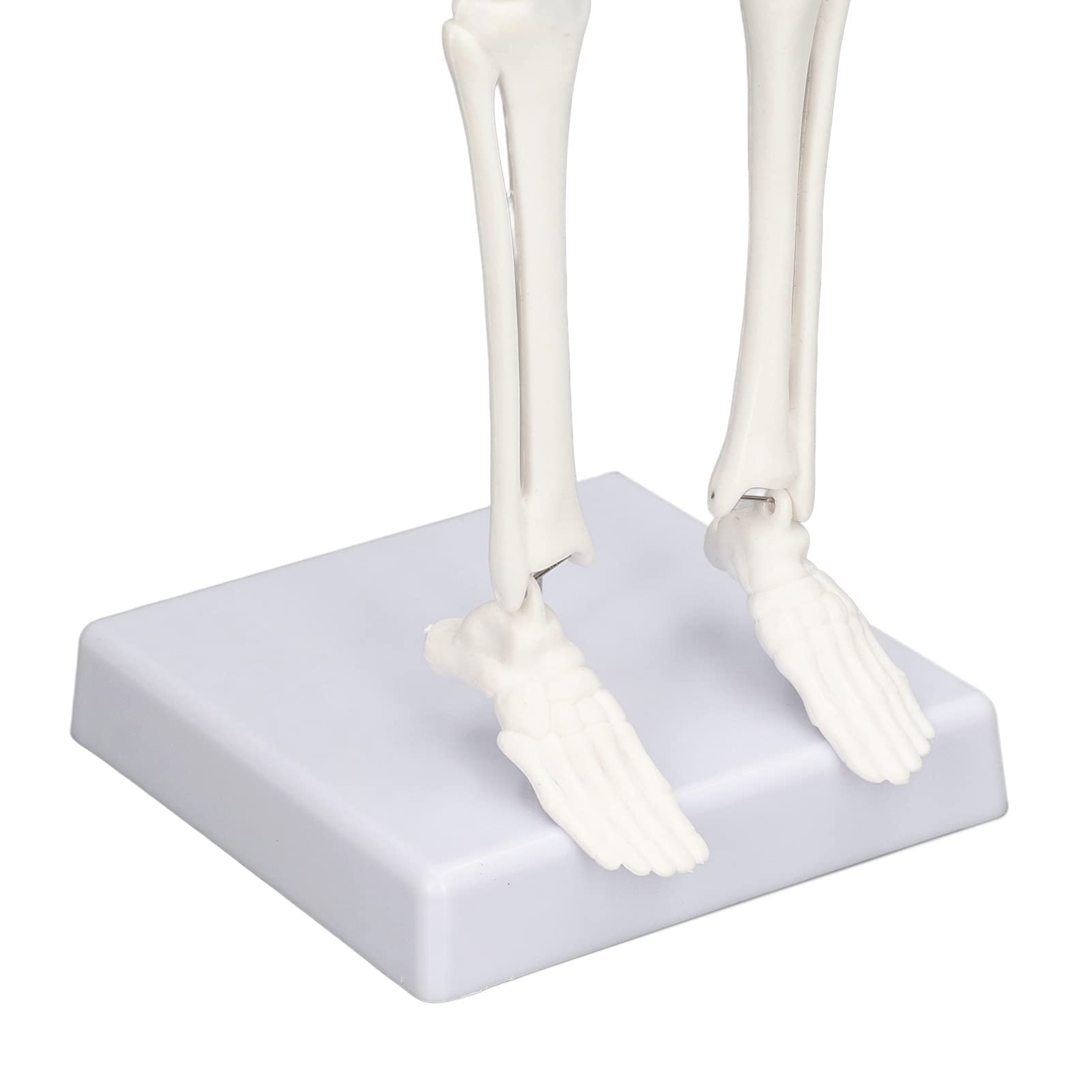 Mini Model Szkieletu Człowieka, Anatomiczny Model Szkieletu Medycznego, 45cm/ 17.7in Mini Model Człowieka z PVC z Pełną Strukturą Kości z Ruchomymi Ramionami, Nogami i Stojakiem do Nauczania