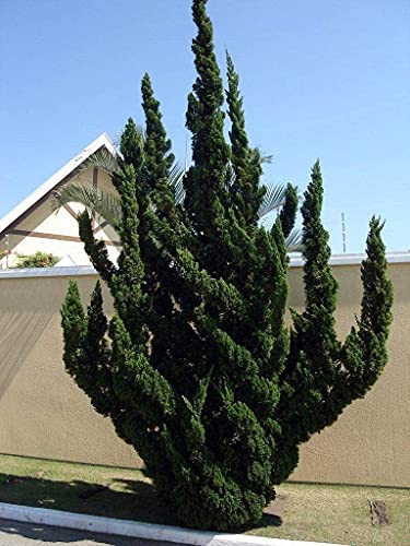 Hollywood Juniper | Juniperus Chinensis Torulosa | 3 Live Gallon Size Trees | Drought Tolerant Cold Hardy Evergreen Plant #TOP2