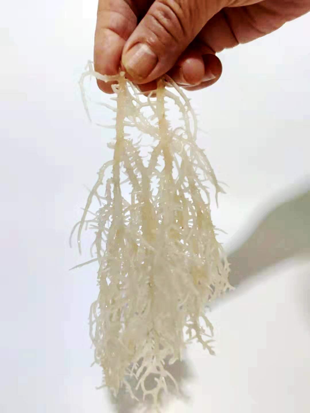Seamoss, Mousse de mer sauvage, Fruits de mer secs, 150 g