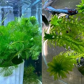 ☆atsupapa☆様 リクエスト 4点 まとめ商品　水草 ☆atsupapa☆様 リクエスト 4点 まとめ商品 水草 ☆atsupapa☆様