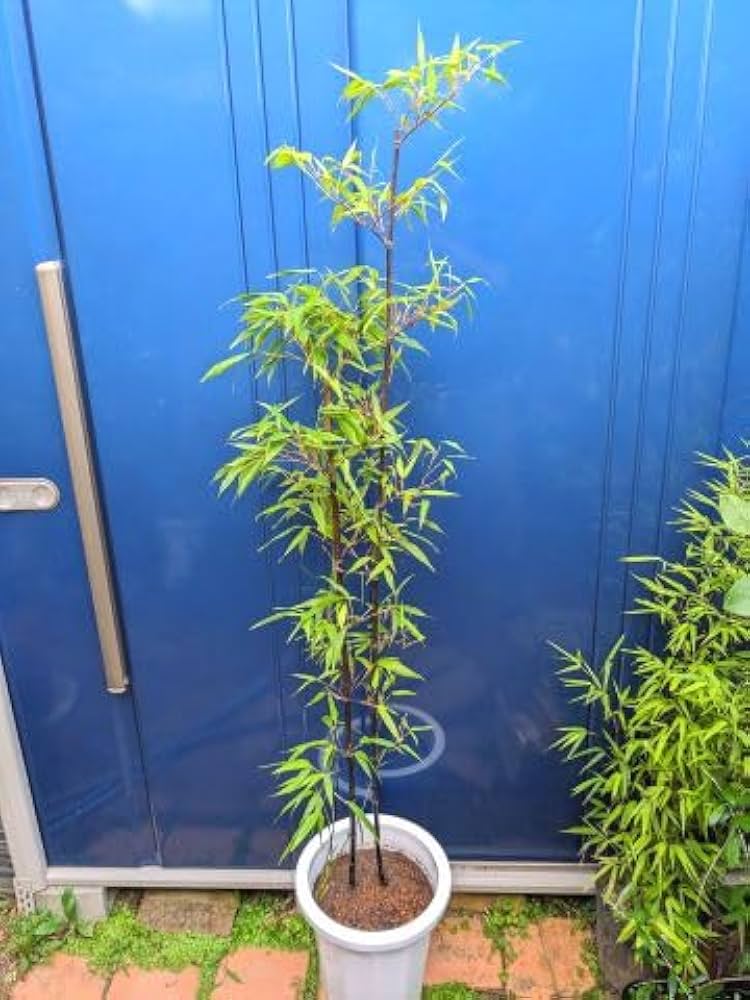 黒竹　クロチク　苗8株(9/6)根付き抜群　植え付け簡単 楽天市場】黒竹 （クロチク） 株立ち大苗 【大型宅配便】 北海道