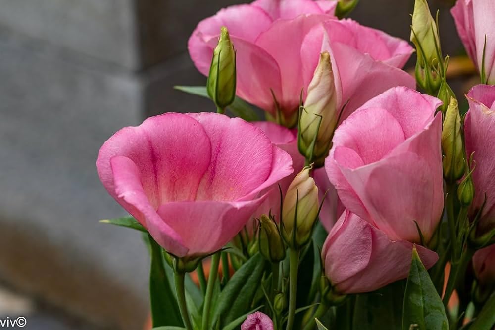 Eustoma flower live plants Pack of 1 stunning flower live plant (B0D9YBS3CZ) Amazon Price History, Amazon Price Tracker