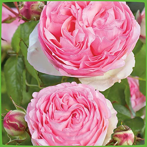 Strauchrose Eden Rose® Rosen-Blüten zweifarbig Rosa-Weiß - Nostalgische Weltrose angenehmer Duft, robust, aufrechter Wuchs ? Winterharte Rose von Garten Schlüter - Pflanzen in Top Qualität