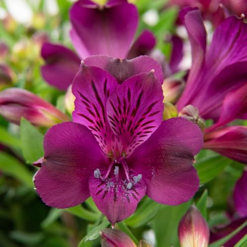Image of Alstroemeria 'Inticancha Paraiso' – Hardy Perennial with Exotic Deep Purple Blooms – Ideal for Patios & Borders – Long-Lasting Flowering Season 1x Jumbo Plug by Thompson and Morgan