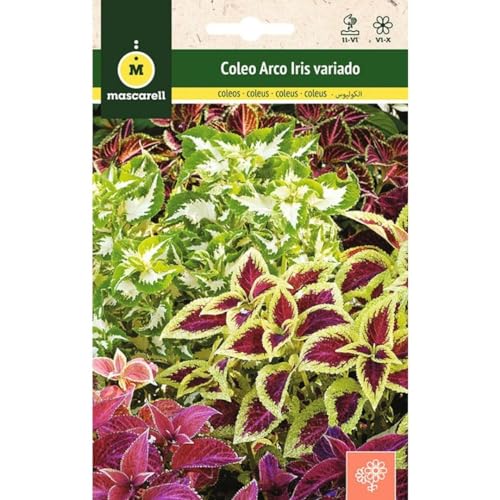 Mascarell Semillas, COLEUS ARCO IRIS VARIADO, Semillas Flores Exterior para Decoración, 0,2 Gramos