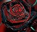 True Blood Black Rose 100PCS Rare Rose seeds Flowers Seeds.For Garden Bonsai Planting.Free shipping Semillas de rosaC0QBUZ