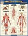 Muscular System Advanced (Quick Study Academic)