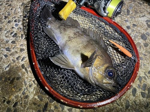 ゴーセン アンサー ライトゲーム PE×8 150m 0.3号