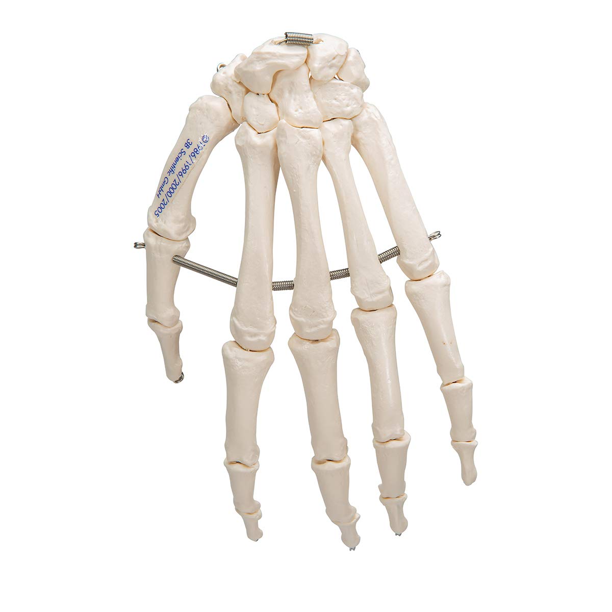3B Scientific A40/L, A40/R Scheletro della Mano su Filo Metallico + software gratuito di anatomia - 3B Smart Anatomy