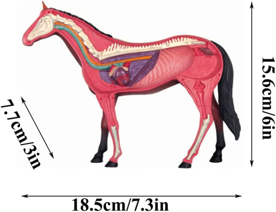 動物臓器解剖モデル 4D 馬知性組み立ておもちゃ教育解剖モデル DIY 動物ボディモデル教育用