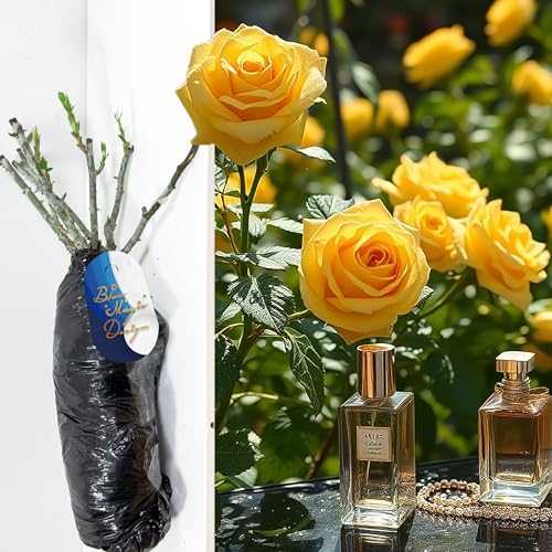 Yellow Sunshine Perfume Rose Live Bush Plant Hybrid Tea Fragrant Large Bloom Flowering Shrub Perennial Outdoor Garden Patio Border Container