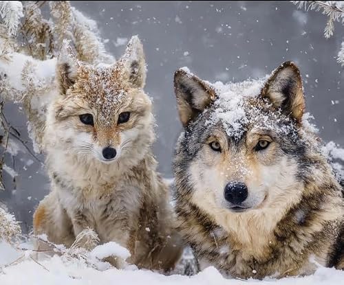 Xfendoudou 11Ct Cross Stitch Kits For Adults Beginners Animal Wolf Diy Cross Stitch Stitching Kit For Home Decor Cross Stitch Patterns 16X20inch