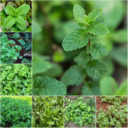 Semi di menta marocchino - semi di menta selvatica biologica balcone serra marocchino 1250pcs