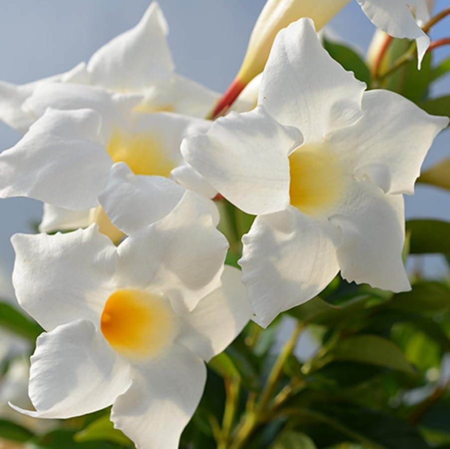 2 White Mandevilla Dipladenia Live Plants Climbing Mandevilla Vine Reblooming Vining Plant Dipladenia Vine 4-6 Inch Tall