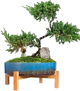 ARTKETTY Plant Pots - 29 CM Ceramic Bonsai Pot with Drainage, Large Succulent Plant Pot for Indoor Cactus Plant Garden Decorative Flower Pot with Stand