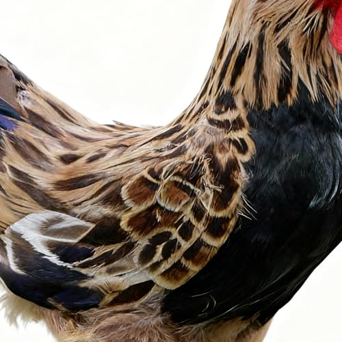 Figurines de poulet de 24 cm pour décoration de jardin extérieure - 8