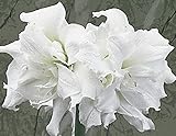 Snow White Amaryllis, Beautiful Double White Flowers, Blooming Sized Bulb, Easy to grow