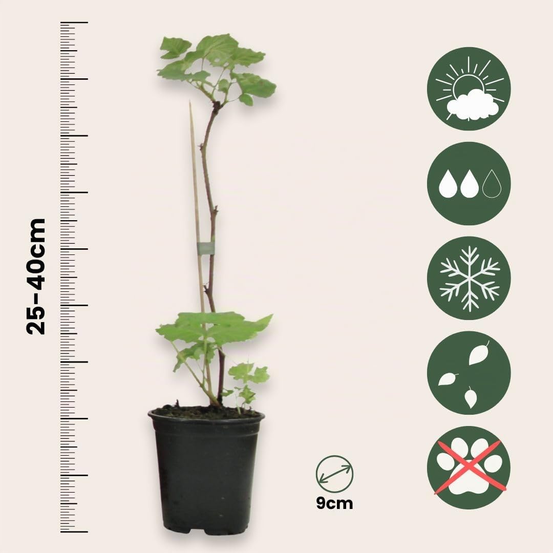 Plant in a Box - Rubus ideaus 'Autumn Bliss' - Frambuesa - Set de 3 - Maceta 9cm - Altura 25-40cm