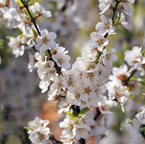 Chuxay Garden 20 Seeds Nanking Cherry Fruit Trees Hardy Deciduous Shrub Sweet Delicious Edible Fruit Great For Ornaments And Hedges #TOP4