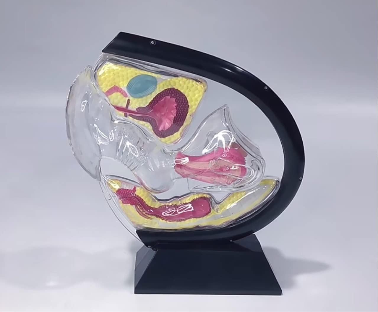Modello Uterino Trasparente, Modello Anatomico Visibile della Femmina, Modello Didattico per cavità Pelvica, Vescica Addominale, Ovaia, Retto Come Aiuto di Formazione Medica.