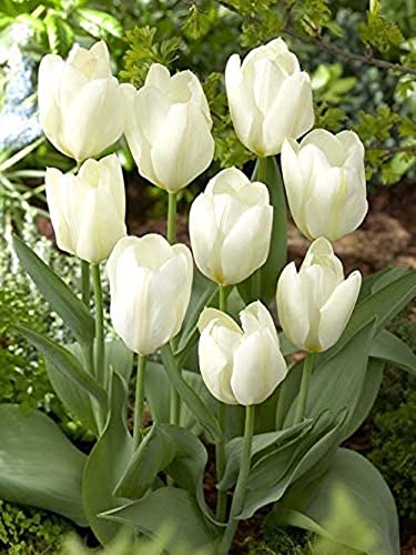 Tulip 10pcs Bulbi Di Fiori Erbacee Perenni In Grado Di Creare UN Colorato E Affascinante Paesaggio...