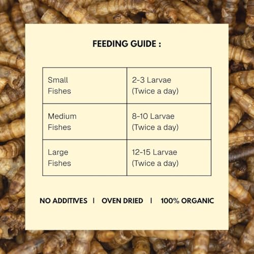 Image of Dried Black Soldier Fly Larvae Treat Fish Food(100 Gram) For Arowana Oscar, Flowerhorn & Other Carnivorous Fishes Omega 3 & 6, 50X Calcium Than Worms Pack Of 2, All Life Stages