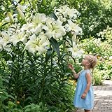 Lilien Zwiebeln Winterhart Mehrjährig - Pretty Woman Riesenlilien - 3 Stück - Exklusive Blumenzwiebeln aus Holland - Pflanzen für Garten und Topf (große Knollen, kein Samen, nicht künstlich)