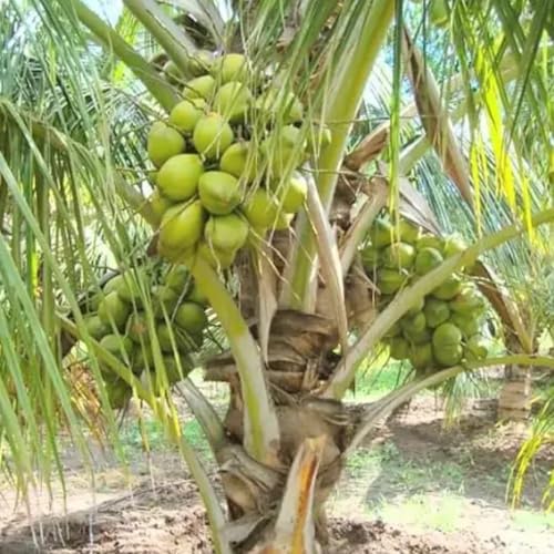Generic Malaysian Dwarf Coconut Plant, Outdoor, 1 Pack Pack of 1 - Image 6