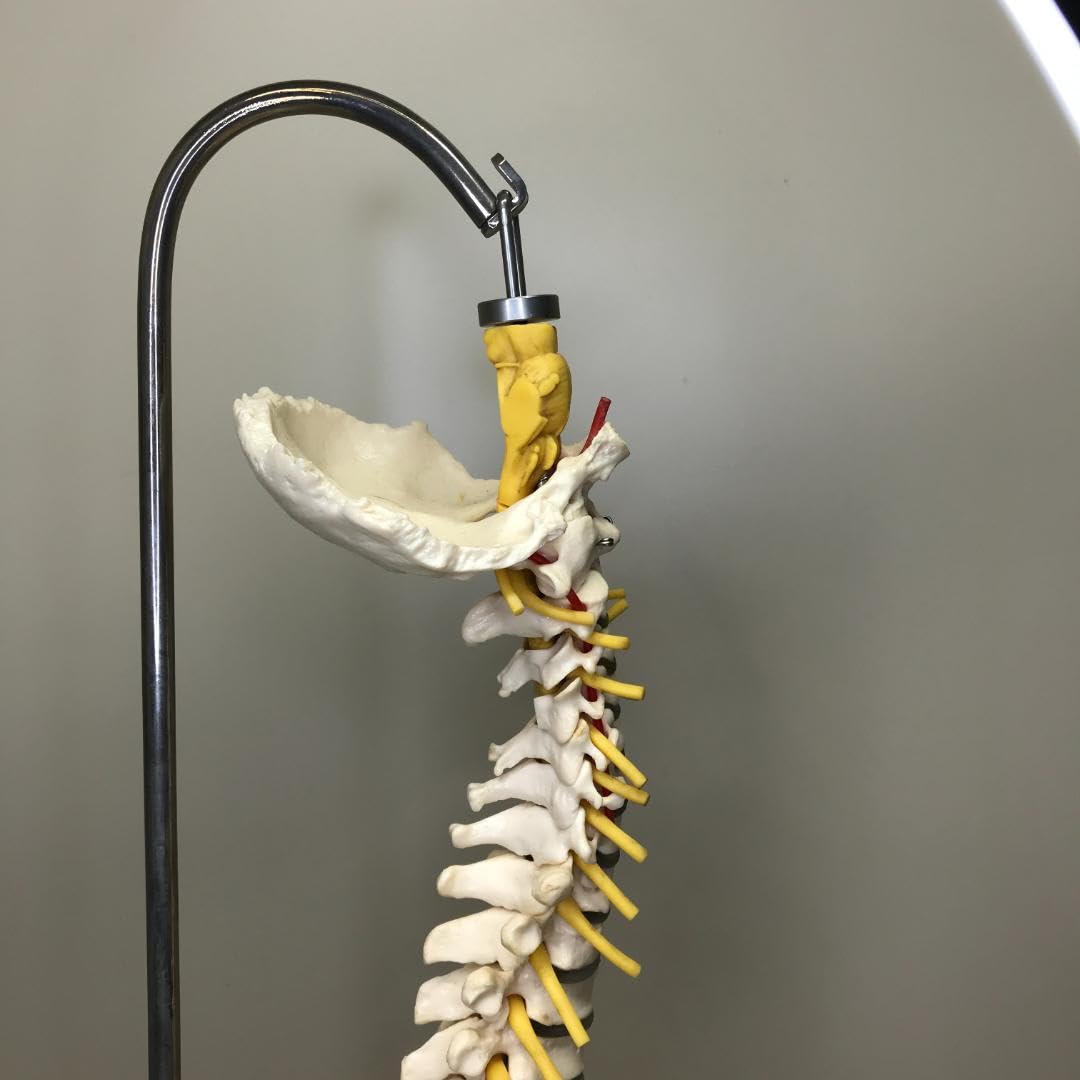 Amazon.co.jp: SOMSO ソムソ ドイツ製 脊髄 脊柱 骨格模型 モデル  