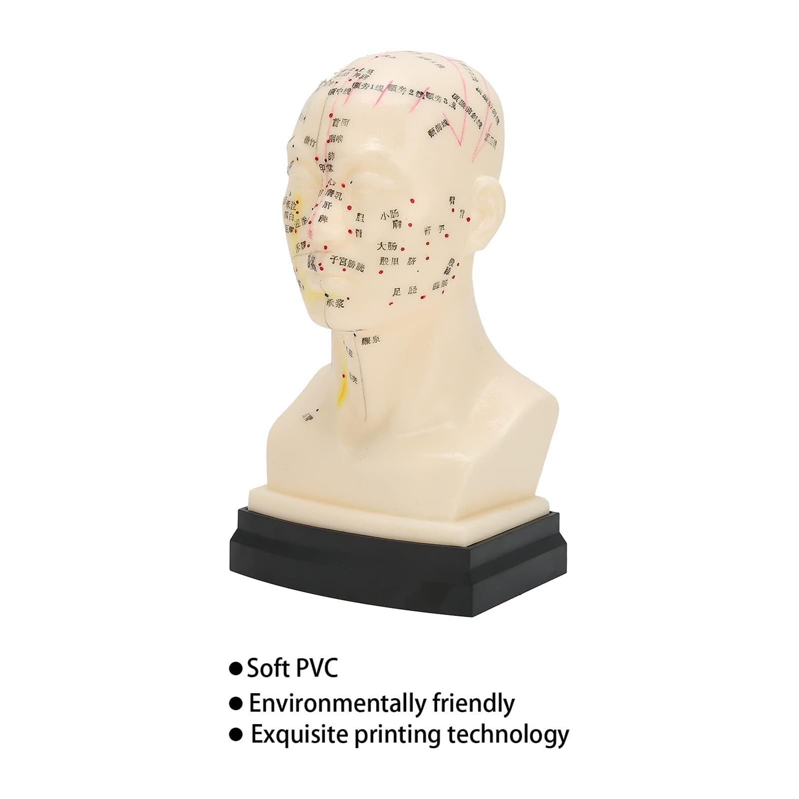 Modèle d'acupuncture de la tête, outil d'apprentissage de l'acupuncture humaine, outil d'enseignement Clair de la médecine pour Des Points d'acupuncture précis
