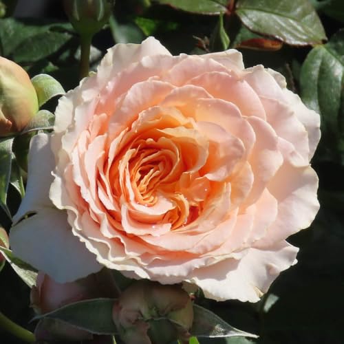 Image of YouGarden Harkness Roses Claire's Rose, Established Plant in 4 Litre Pot, Ready to Plant Floribunda Bush Rose, For Summer to Autumn Flowers