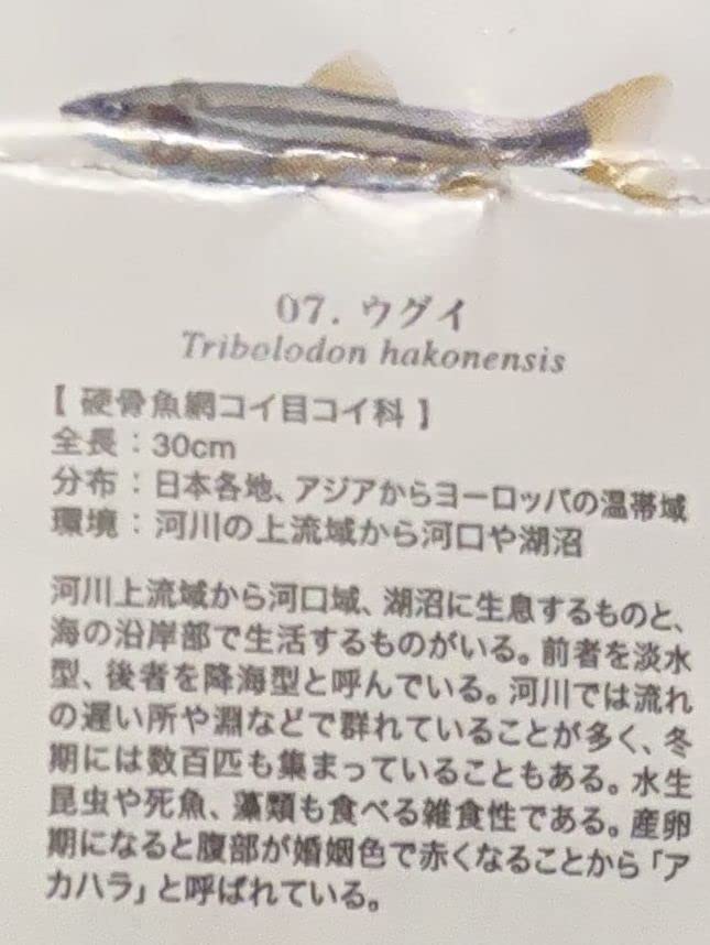 YUJIN 原色淡水魚図鑑Ⅰ改訂版 ヤマメ×アメマス 未開封品 原色淡水魚図鑑