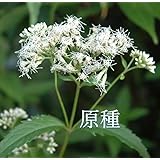 フジバカマ 藤袴 3種 3ポット 山野草 秋の七草