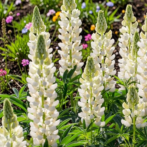 Carbeth Plants Lupin Gallery in 2L Pot - Colourful Lupinus Garden Plants - Tall Hardy Summer Flower Spikes for Borders & Cottage Gardens - Pollinator Friendly (1 White)
