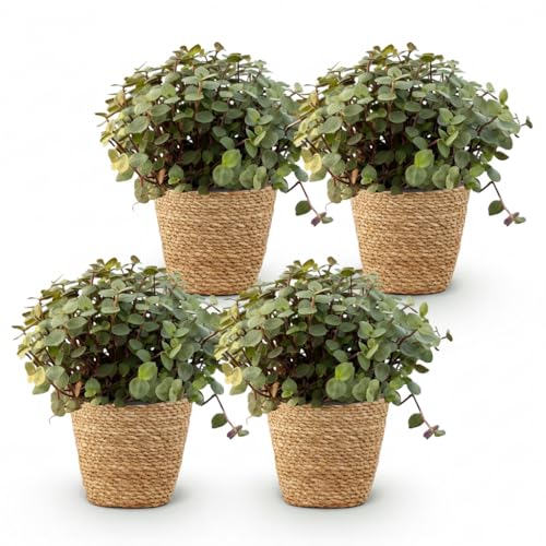 Calissia Repens Planta de interior, juego de 4 unidades con cesta, maceta de 12 cm de diámetro, altura 17-20 cm, planta verde, fácil de limpiar, para salón, oficina, dormitorio