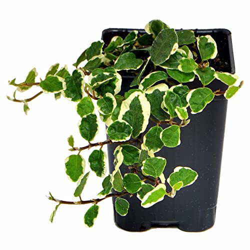 Ficus pumila, Variegated, Creeping Fig, 3 (2.6x3.5) Ficus pumila, Variegated, Creeping Fig, 3" (2.6x3.5")
