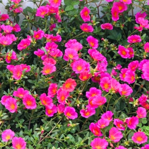 4 Deep Pink Moss Rose Plants Live