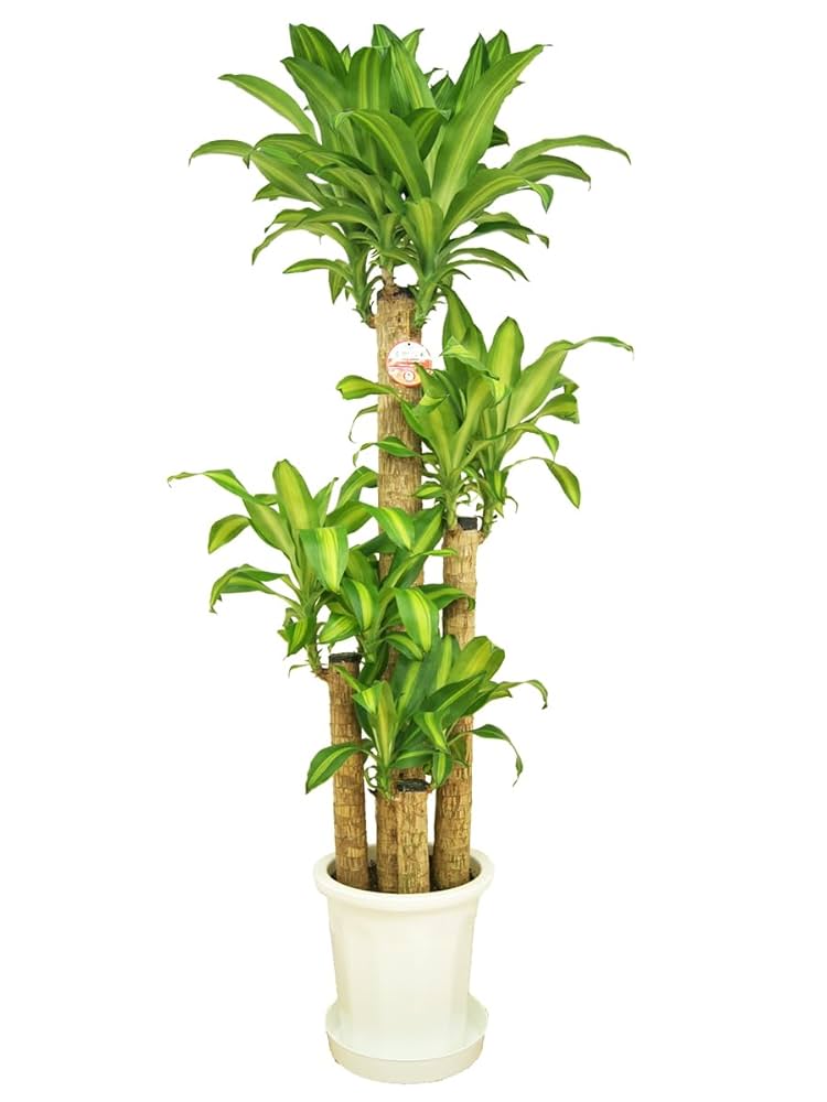 【鶴岡⚠北海道】香りも魅力な幸福の木♪ドラセナマッサンゲアナ 10号鉢① 楽天市場】観葉植物 幸福の木10号鉢 高さ約170～180cmドラセナ