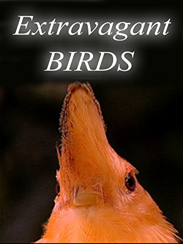 Extravagant Birds